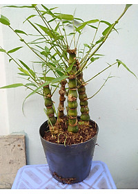 Cây Trúc Quan Âm - Trúc Phật Bà - Cây trúc đùi gà - cây tre đùi ếch