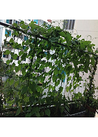 Lưới làm giàn cây leo, nhiều kích thước , độ bền cao, dễ lắp đặt, làm giàn bầu, mướp, bầu, bí