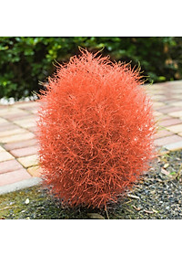 Hạt giống Cỏ Đổi Màu Hà Lan VTS145