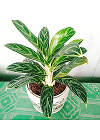 product-img-8