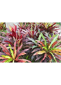 Cây lá màu gia huy - cây cảnh để trong nhà + tặng phân bón cho cây