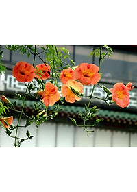 Cây hoa đăng tiêu - cây cảnh vườn + tặng phân bón cho cây