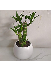 Cây Phát Tài Chậu Sứ Tròn - cây cảnh để bàn làm việc