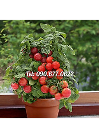 product-img-4