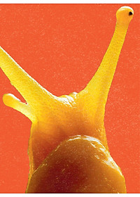 product-img-10
