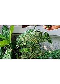 Cây Bướm Xuân - cây cảnh để bàn + tặng phân bón cho cây