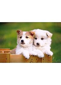 Bộ tranh xếp hình 150 mảnh – Bên Nhau 