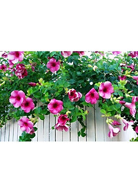 Cây huỳnh anh tím giống mới + Tặng phân bón cho cây mau lớn