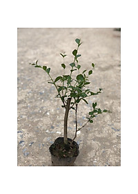 Cây hoa tường vi cao 50 cm (ảnh thật)