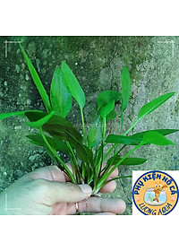 Cây thủy sinh Lan nước,bách thủy tiên,Không Co2, dễ trồng,phụ kiện trang trí hồ cá cảnh,thủy sinh, hòn non bộ,phần 1 cây