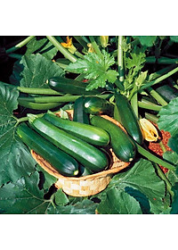 Hạt Giống Bí Ngòi Rado 639