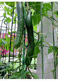 Lưới làm giàn cây leo, nhiều kích thước , độ bền cao, dễ lắp đặt, làm giàn bầu, mướp, bầu, bí