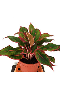 product-img-2