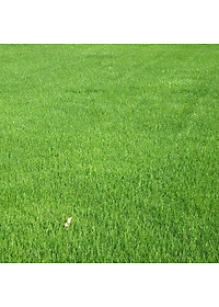 Hạt giống Cỏ Trồng Thảm Bermuda VTS180