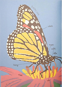 Sách Lâu Đài Khoa Học Của Em: Tại Sao Bướm Vua Lại Di Cư?