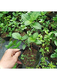 Cây trà tiên - Cây cảnh vườn + tặng phân bón cho cây