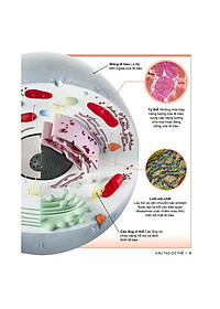 Sách Tri Thức Trong Lòng Bàn Tay - Bách Khoa Thiếu Nhi Cơ Thể Con Người