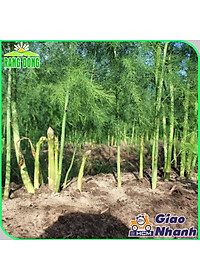 Hạt giống Măng Tây Xanh Chịu Nhiệt Tốt, Dễ Trồng, Kháng Sâu Bệnh - Hạt giống Rạng Đông