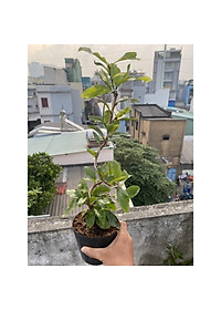 product-img-5