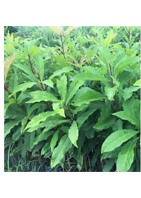 Cây lộc vừng hoa đỏ, cây cao 40-50cm