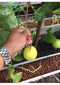 Viên đất sét nung (sỏi nhẹ leca / keramite) popper trồng xương rồng,sen đá, thủy canh, lọc nước THAILAND - 1 lít