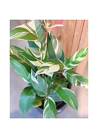 Cây Chuối Thiên Điểu - Chuối Cẩm Thạch (loại siêu bông) - cây cảnh để trong nhà + tặng phân bón cho cây