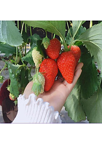 Cây dâu tây hana giống chịu nhiệt quả to siêu ngọt - cây ăn quả + tặng phân bón