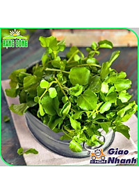 Hạt giống Xà Lách Xoong Sinh Trưởng Khỏe, Trồng Quanh Năm (gói 1 gram) - Hạt Giống Rạng Đông
