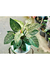 Cây Đế Vương Kim Cương - Cây cảnh để bàn + Tặng phân bón cho cây