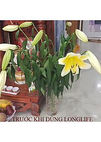 Chăm sóc hoa lâu tàn bằng bột dưỡng cho hoa cắt cành nhập khẩu Israel (Set 50 gói) giữ hoa lâu tàn gấp 2 lần bình thường và 14 ngày không thay nước mới