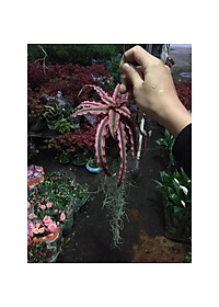 Bộ cây không khí treo - cây cảnh mini