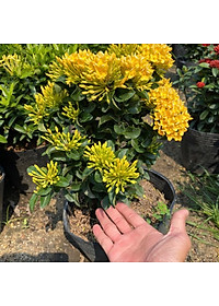 Cây Mẫu Đơn Vàng ( Cây Bông Trang Vàng ) - Cây cảnh vườn + Tặng phân bón cho cây