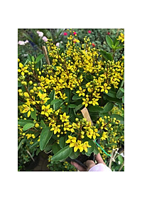 Combo cây kim đồng vàng + cây ngọc nữ + tặng phân bón cho cây