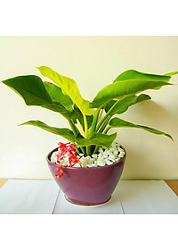 Cây trầu bà đế vương vàng - cây cảnh để bàn + tặng phân bón cho cây