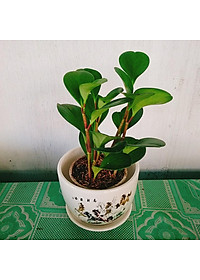 product-img-6