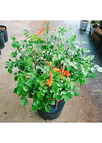 Cây rạng đông ( chùm ớt ) - cây cảnh đẹp + tặng phân bón cho cây