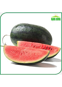 Hạt giống Dưa Hấu Rado 331 (10 hạt) trái to, dài, ruột đỏ, ngọt, kháng sâu bệnh, trồng quanh năm - Hạt giống Rạng Đông