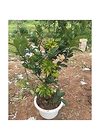 product-img-2