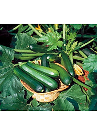 HẠT GIỐNG BÍ NGÒI XANH HÀN QUỐC - PHÚ NÔNG