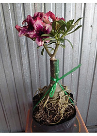 Cây Sứ Thái Kép Hoa Tím - cây cảnh để trong nhà + tặng phân bón cho cây