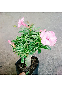 Cây Hoa Sứ Kỳ Duyên - cây cảnh để bàn + tặng phân bón cho cây