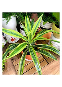 Cây Phát Tài Mỹ - Cây cảnh phong thủy + Tặng phân bón cho cây