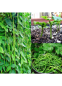 Hạt Giống Đậu Đũa Ngọt Lùn Rado 757