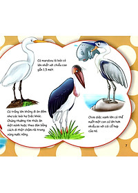 Sách Những Điều Kỳ Thú - Thú Vị Các Loài Chim
