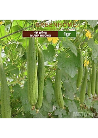 Hạt Giống Mướp Hương Greenhome, Gói 1gr~10 Hạt, Dễ Trồng Quanh Năm, Nảy Mầm Cao, Thu Hoạch Nhanh, Năng Suất Cao T16