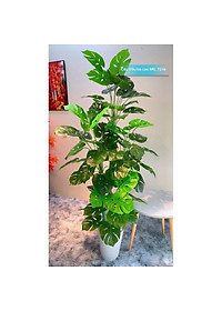 product-img-4