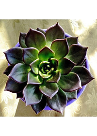 product-img-6
