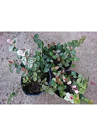 Cây thằn lằn cẩm thạch ( cây thằn lằn leo tường ) + tặng phân bón cho cây