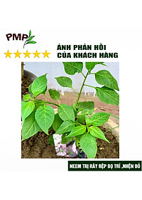 Combo Green Neem Hữu Cơ, Chế Phẩm Vi Sinh Biomic & Giấm Gỗ Sinh Học APY PMP Bảo Vệ Toàn Diện Hoa Hồng, Rau, Cây Cảnh