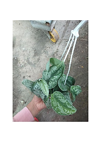 Cây trầu bà pháp - cây cảnh để trong nhà + tặng phân bón cho cây